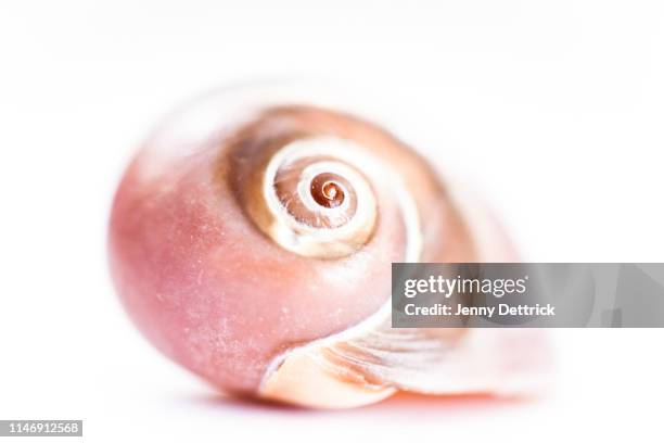 Pink Snail Shell Pink Seashells Photos and Premium High Res Pictures - Getty Images