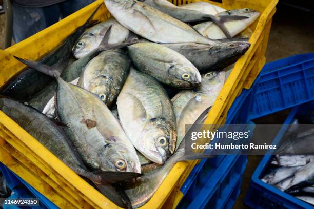 artisanal fishermen. - mullet fish stock pictures, royalty-free photos & images