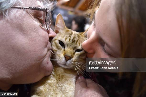 Owners Chloe Gregory aged 11 kiss their Australian Mist breed cat named QGC, Ayshazen Arfur Crown during the LondonCats International Show and Expo...