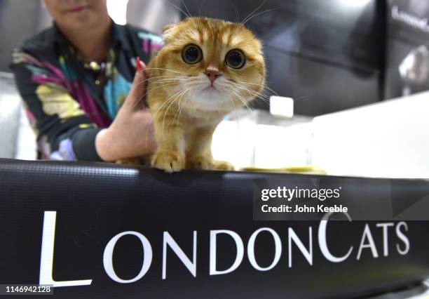 Scottish Fold breed cat is judged at the LondonCats International Show and Expo at Tabacco dock on May 04, 2019 in London, England. LondonCats is an...