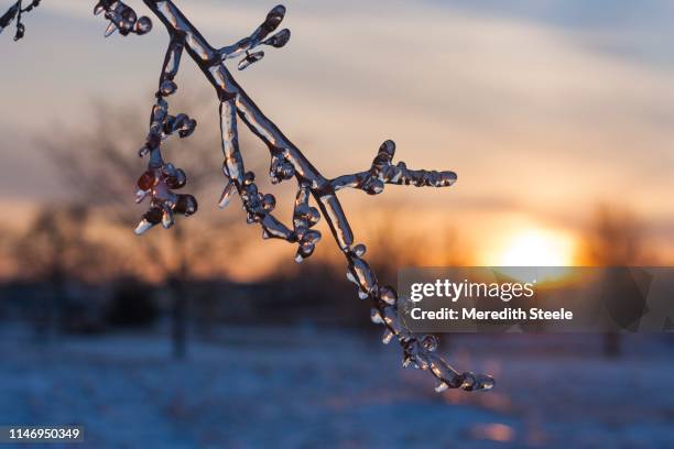 icy sunset tree - february stock pictures, royalty-free photos & images