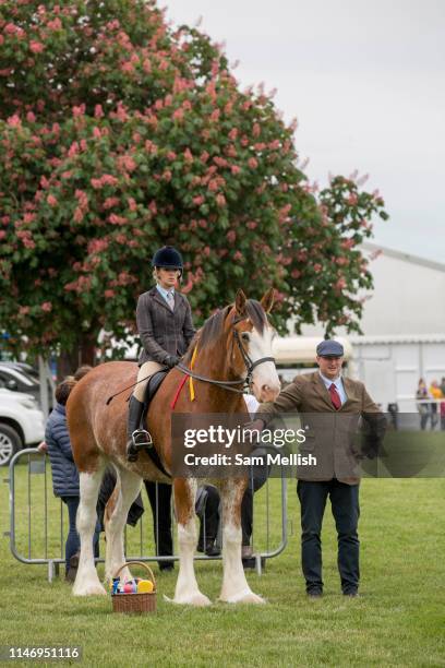 Suffolk Punch with owners at a show horse display annual Suffolk Show at the Suffolk Show Ground on the 29th May 2019 in Ipswich in the United...