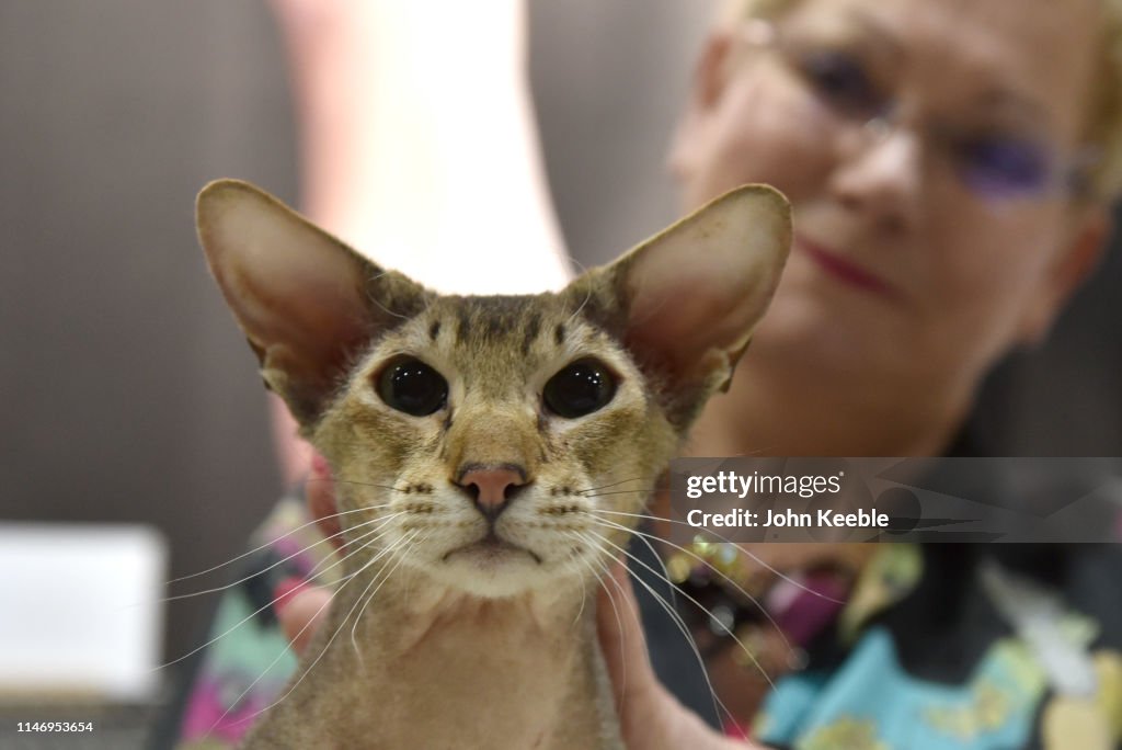 LondonCats International Show and Expo