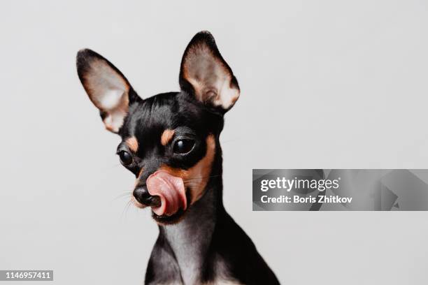 russian toy terrier - rassehund stock-fotos und bilder