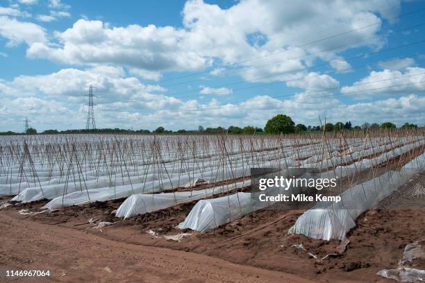 Crop of runner beans being grown in huge numbers under plastic on a farm near Hartlebury, England, United Kingdom.