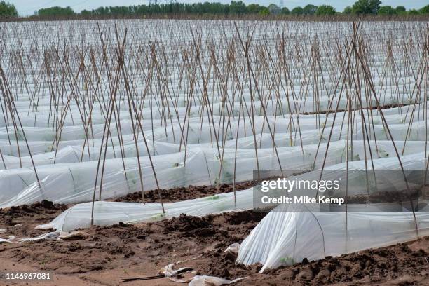 Crop of runner beans being grown in huge numbers under plastic on a farm near Hartlebury, England, United Kingdom.