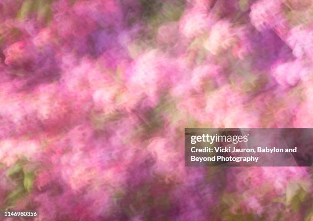 pink artistic impressions of cherry blossoms in central park - babylon new york stock pictures, royalty-free photos & images