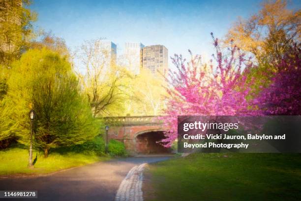 cherry blossoms, spring, bridge and central park, nyc. - new york gemälde stock-fotos und bilder