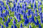 Muscari flowers, Muscari armeniacum, Grape Hyacinths spring flowers blooming in april and may. Muscari armeniacum plant with blue flowers