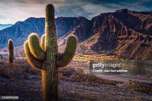 purmamarca pass road cactus - salinas grandes stockfoto's en -beelden