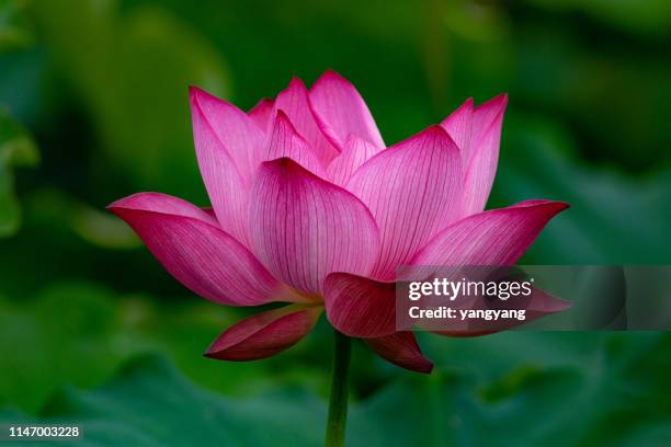 pink waterlily - lotusrot bildbanksfoton och bilder