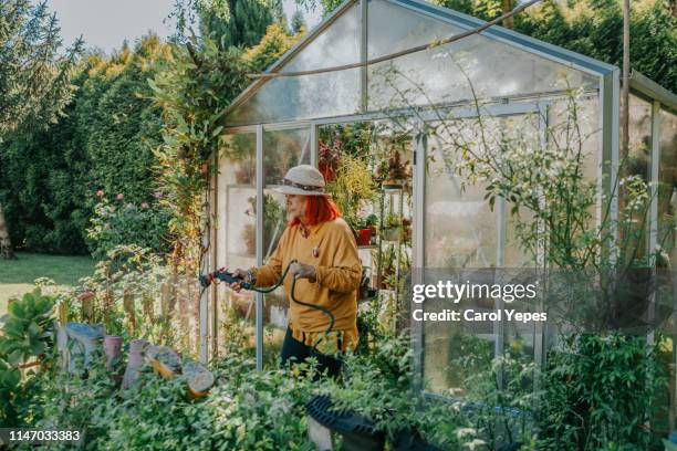 senior woman watering plants in greenhouse - gewächshäuser stock-fotos und bilder
