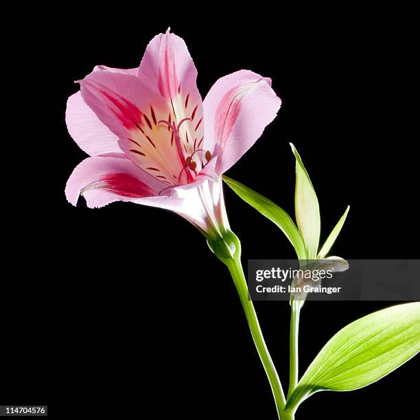 lily - alstromeria stock pictures, royalty-free photos & images