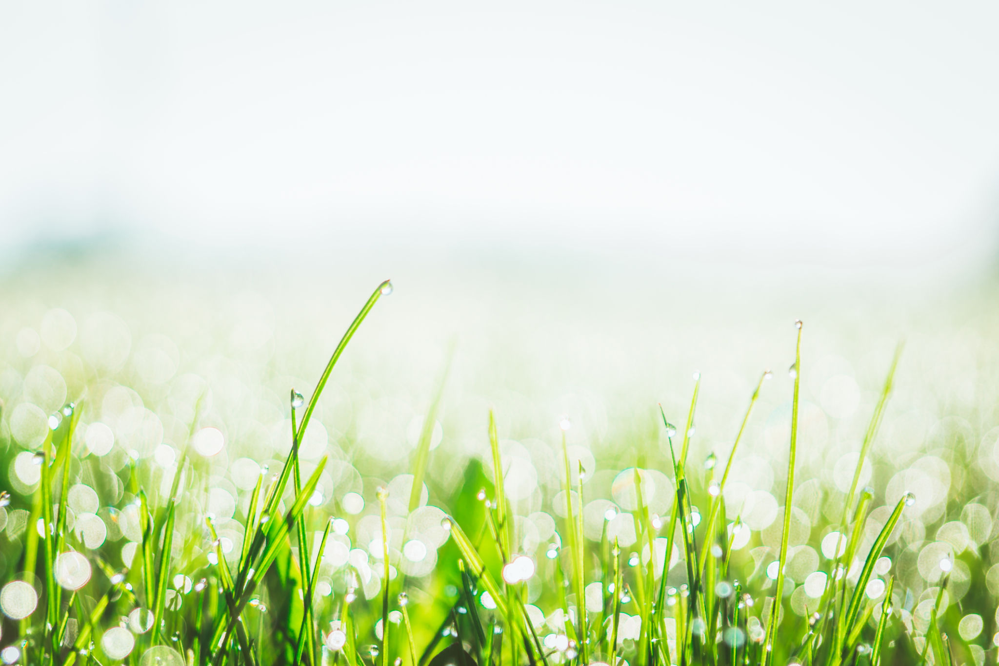 spring rain