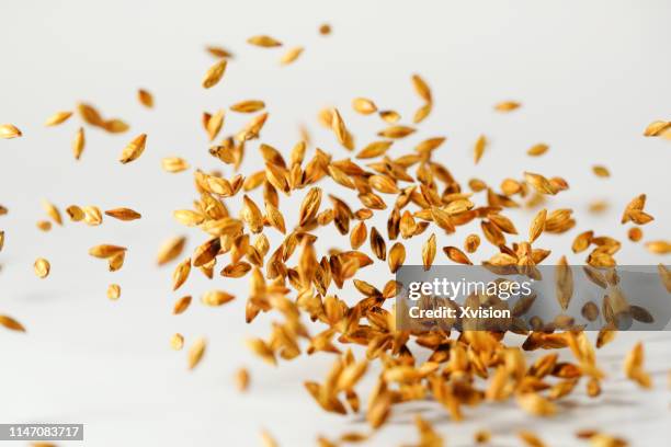 barley tea jump in mid air captured with high speed sync. - cevada imagens e fotografias de stock
