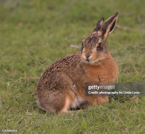 120 Leveret Stock Photos, High-Res Pictures, and Images - Getty Images