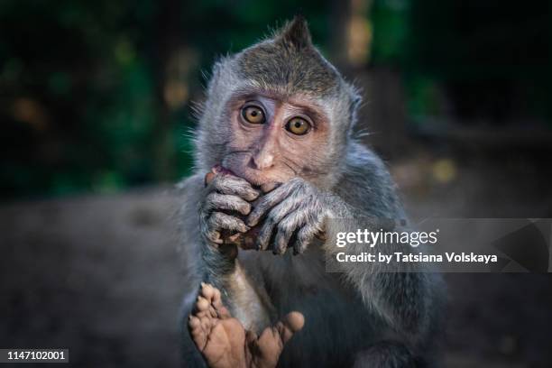 cute monkey looking at camera, hope concept background - compassionate eye stockfoto's en -beelden