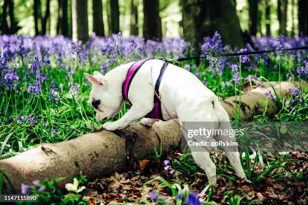 bulldog francese che esplora i boschi di campanule a badbury hill, inghilterra - bluebell wood foto e immagini stock