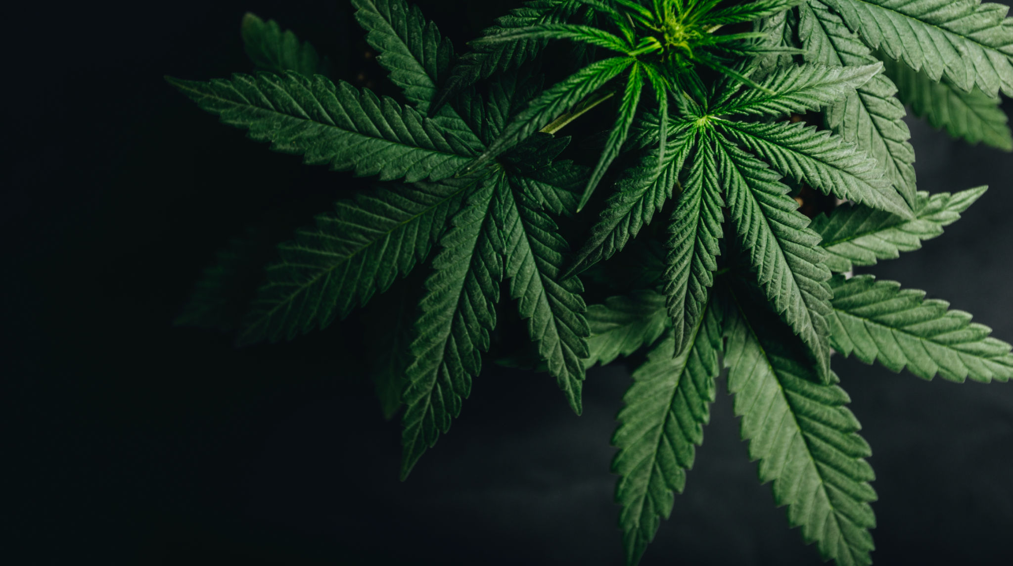 marijuana cultivation