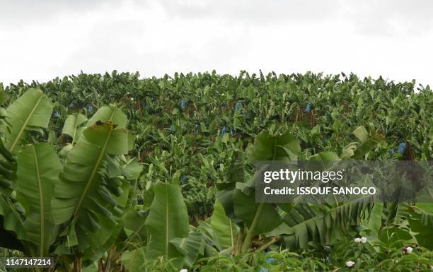 This picture taken on May 30, 2019 shows banana trees plantation fields near Aboisso, eastern Ivory Coast.