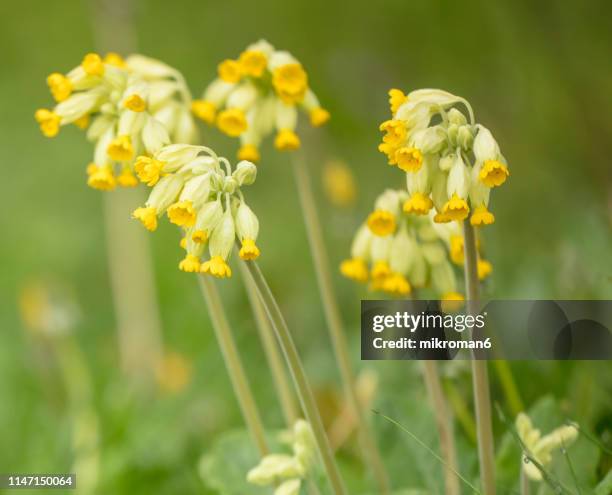 blooming spring flowers - cowslip stock pictures, royalty-free photos & images