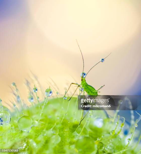 wet green aphid - aphid stock-fotos und bilder