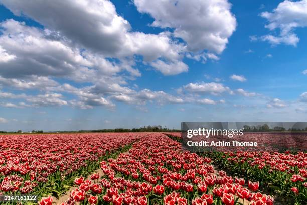 tulip field, netherlands, europe - monochrome clothing stock pictures, royalty-free photos & images