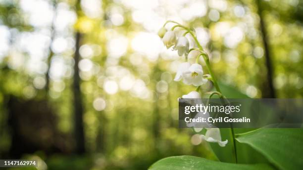 lily-of-the-valley - maiglöckchen stock pictures, royalty-free photos & images