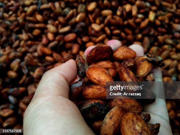 dry cocoa beans - cacao beans stock-fotos und bilder