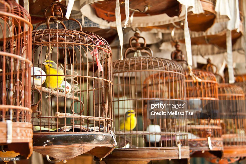 Yuen Po Street Bird Garden in Hong Kong