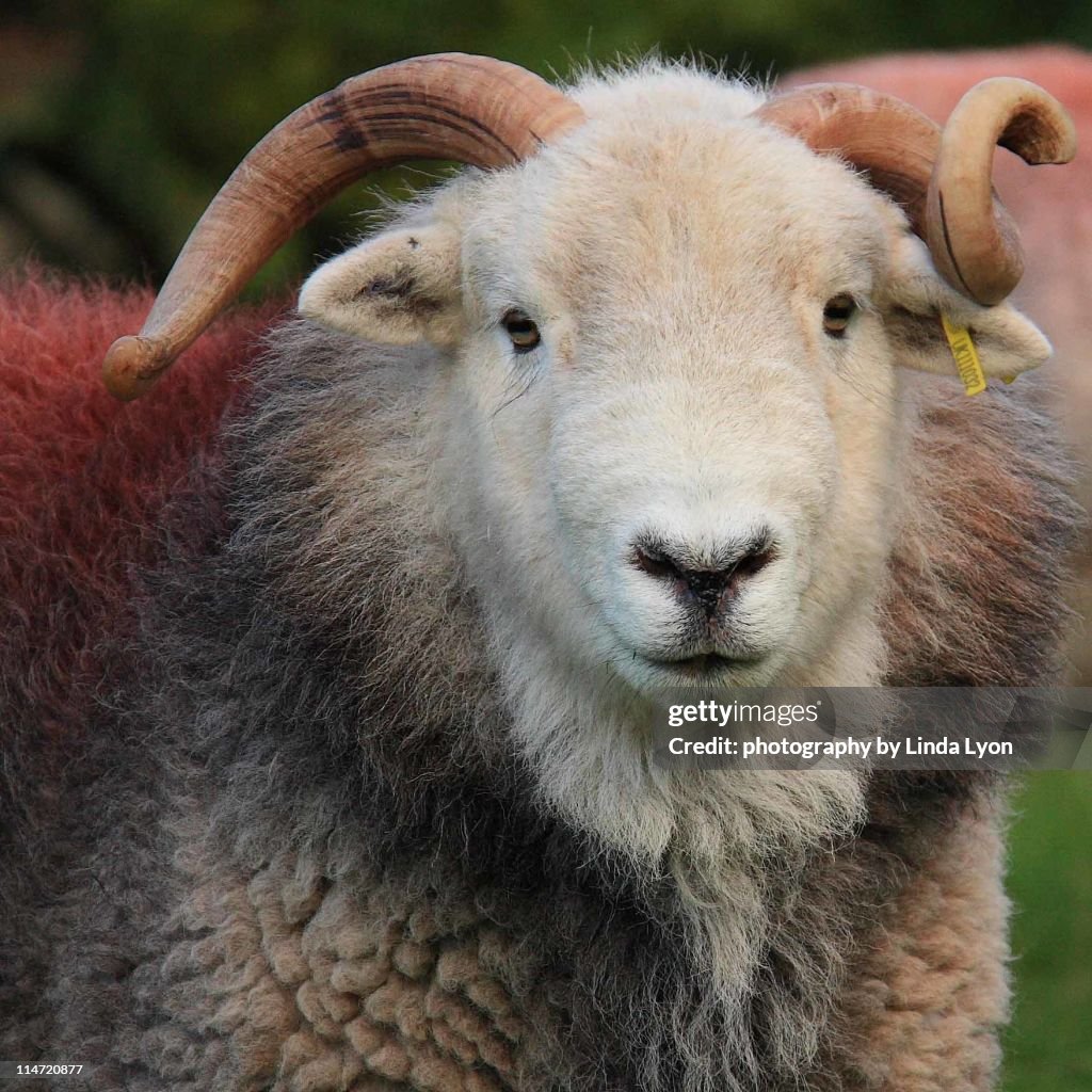 Herdwick ram