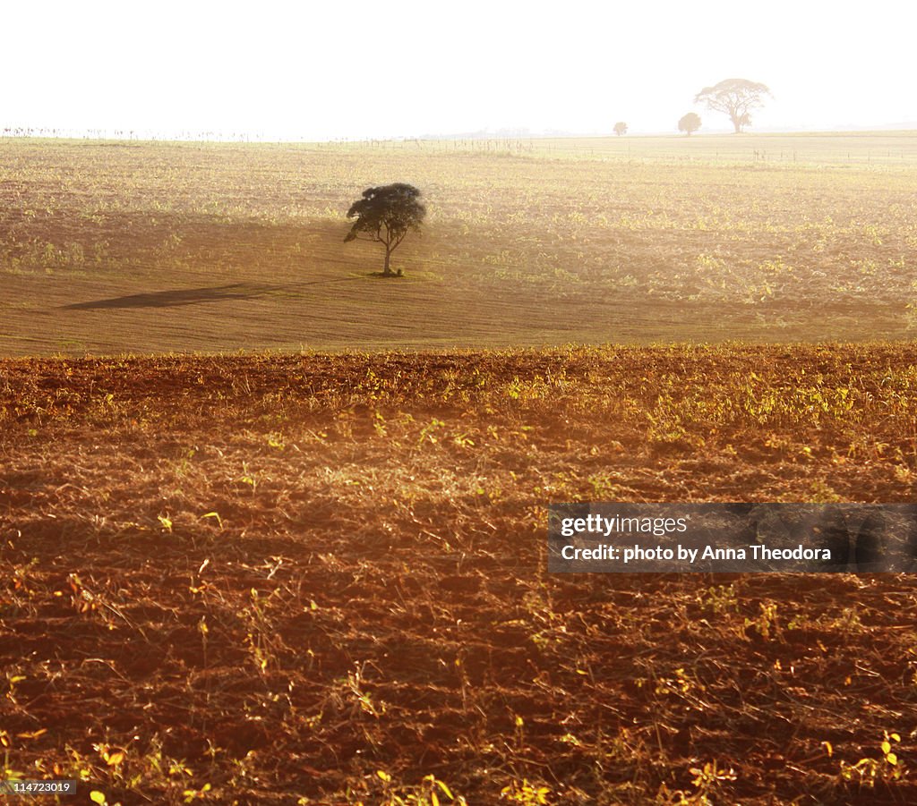 Burning Land