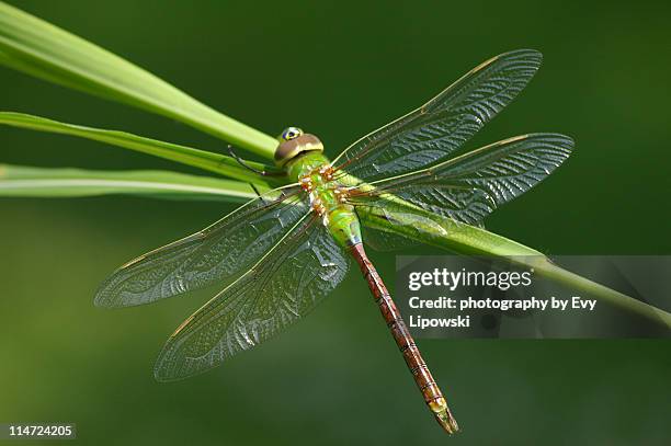soaking up rays - amerikanische-bundesstaatsgrenze stock-fotos und bilder