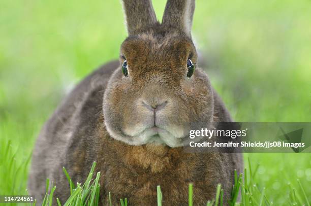 Rex Rabbit Small Funny 23 Mini Rex Rabbit Stock Photos, High-Res Pictures, and Images - Getty ...