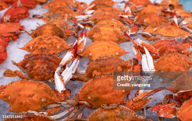 crabs - spider crab ストックフォトと画像