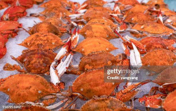 crabs - spider crab stock pictures, royalty-free photos & images