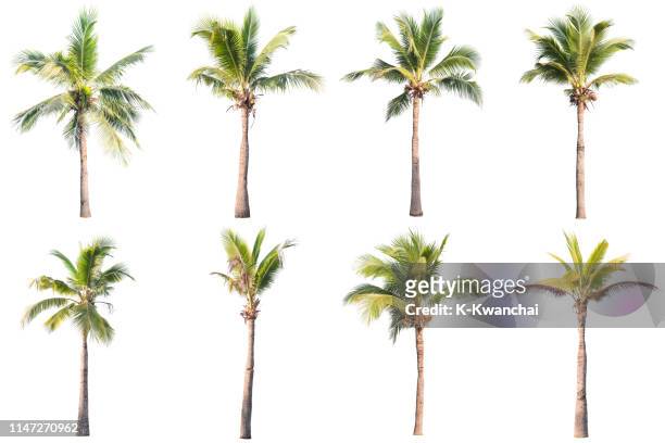 palm trees against white background - palmera fotografías e imágenes de stock