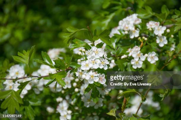 hawthorn tree flowers - hawthorn stock pictures, royalty-free photos & images