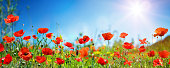 Poppies In Field In Sunny Scene With Blue Sky