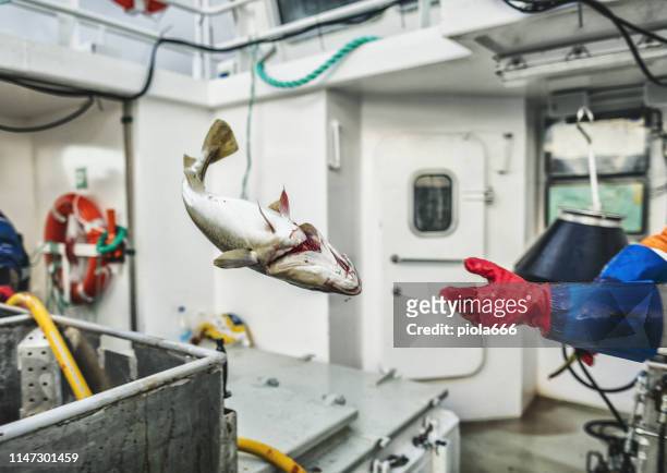 vissers vissen: de vliegende kabeljauw - fresh fish stockfoto's en -beelden