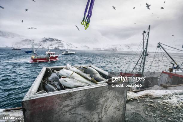 fishing boats out for skrei cod in the arctic sea - extreme weather norway stock pictures, royalty-free photos & images