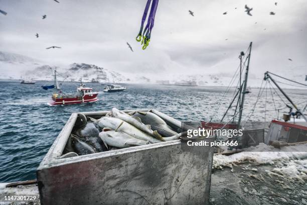 fishing boats out for skrei cod in the arctic sea - bacalhau imagens e fotografias de stock