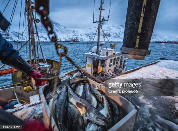 fischerboote für den skreis kabeljau im arktischen meer - dorsch stock-fotos und bilder