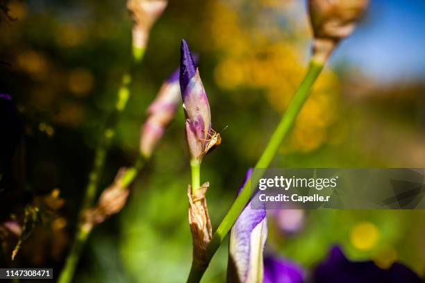 faune - insecte, la punaise - punaise stock pictures, royalty-free photos & images