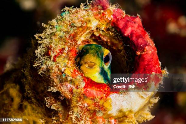 venomous fish in a bottle, striped poison-fang blenny meiacanthus grammistes, manado, indonesia - blenny stock pictures, royalty-free photos & images