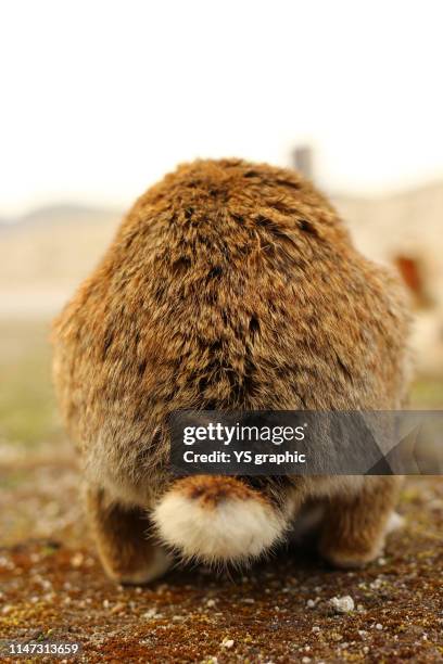 rabbit butt. okunoshima island in hiroshima prefecture in japan is famous as rabbits island. - cute bums stockfoto's en -beelden