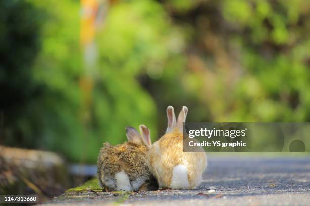 rabbit butt. okunoshima island in hiroshima prefecture in japan is famous as rabbits island. - lagomorphs stock-fotos und bilder