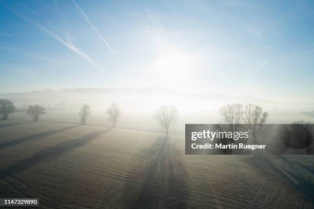 trees in a row with fog and bright sun and long shadows at backlit aerial view, winter. franconia, bavaria, germany. - bayern winter stock-fotos und bilder