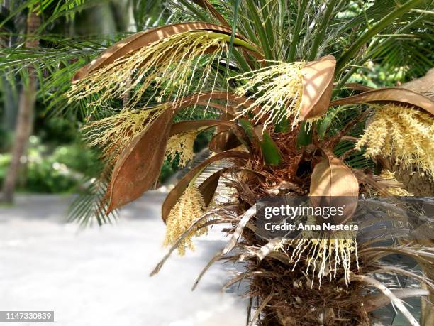 tropical isolated plant background jungle leaves - banana plant isolated white stock-fotos und bilder