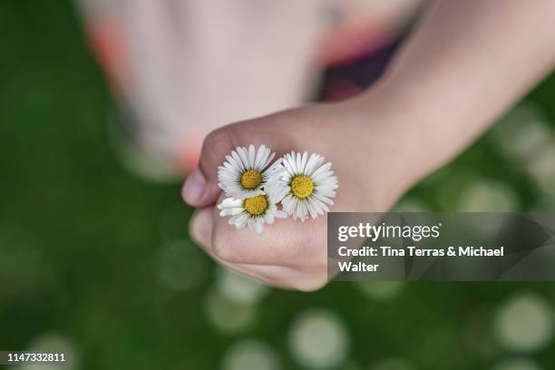 little girl holding daisy. mother's day. - wearing flowers stock pictures, royalty-free photos & images